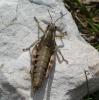 Podisma pedestris